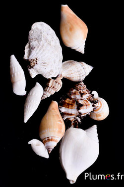 Coquillages - long. 3-7 cm - naturel