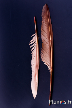 3x oiseau plumes dinde 30+cm rundposen AILE plume véritable nature räucherfedern 