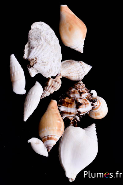 Coquillages - long. 3-7 cm - naturel